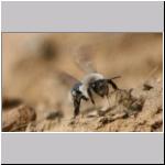 Andrena vaga - Weiden-Sandbiene w04.jpg